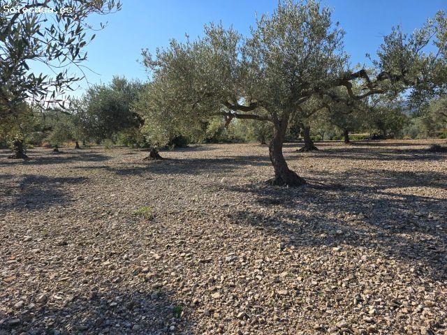 Local Comercial en venta en Montsià, Catalunya