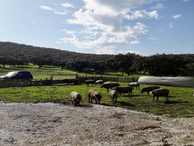 Local Comercial en venta en Fuente Obejuna, Andalucía