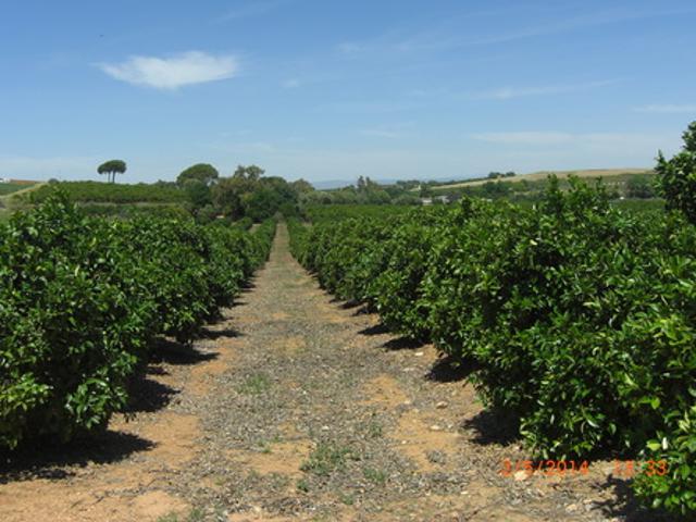 Chalet en venta en Carmona, Andalucía