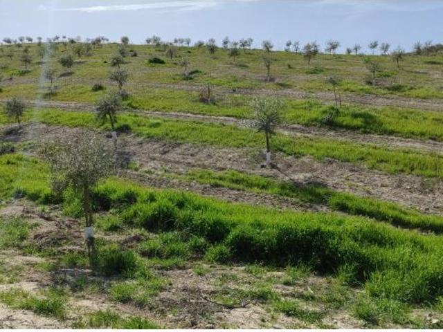 Local Comercial en venta en Luque, Andalucía