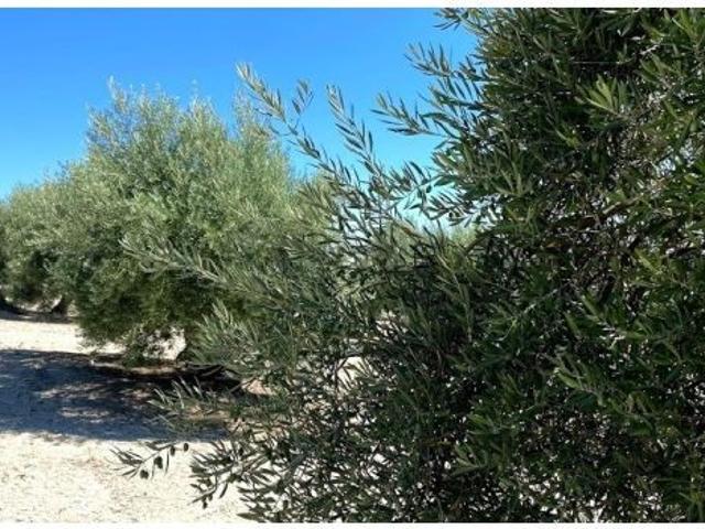 Local Comercial en venta en Baena