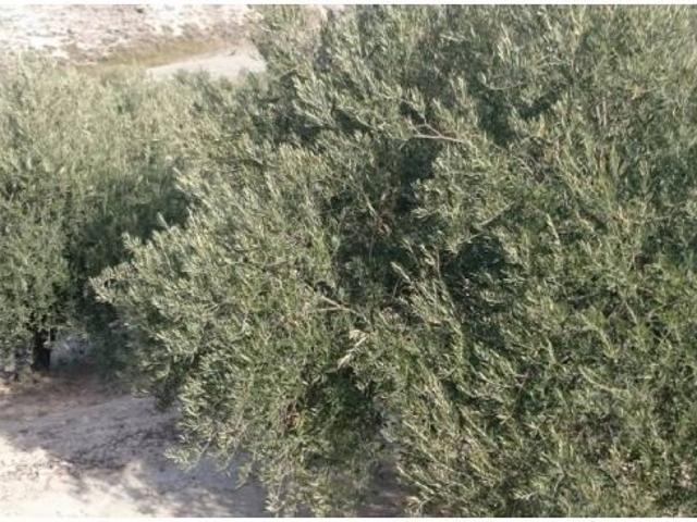 Casa en venta en Baena, Andalucía