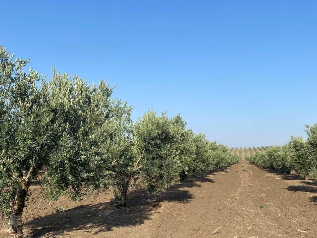 Terreno en venta en Écija, Andalucía