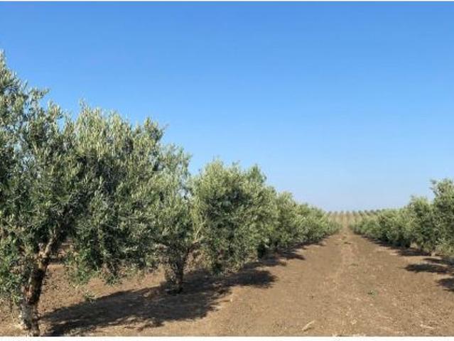 Local Comercial en venta en Los Arenales, Écija