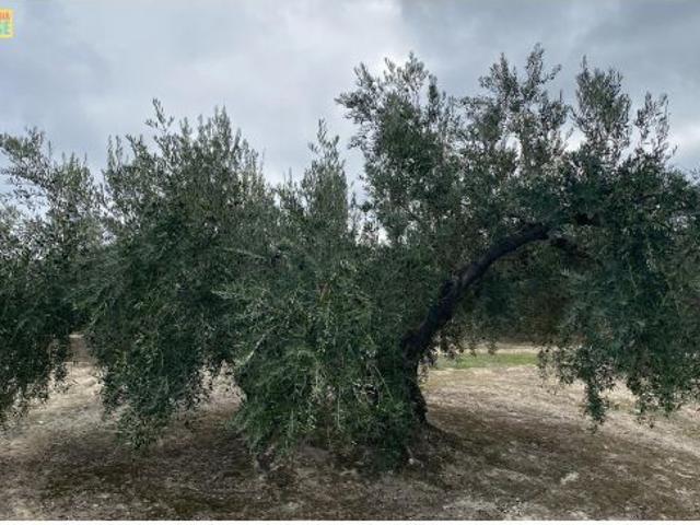 Local Comercial en venta en Castro Del Río, Andalucía