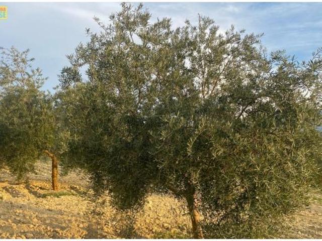 Local Comercial en venta en Doña Mencía