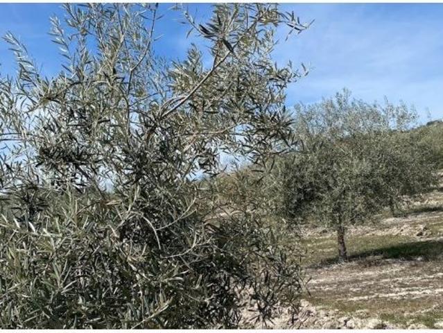 Local Comercial en venta en Los Montes, Luque