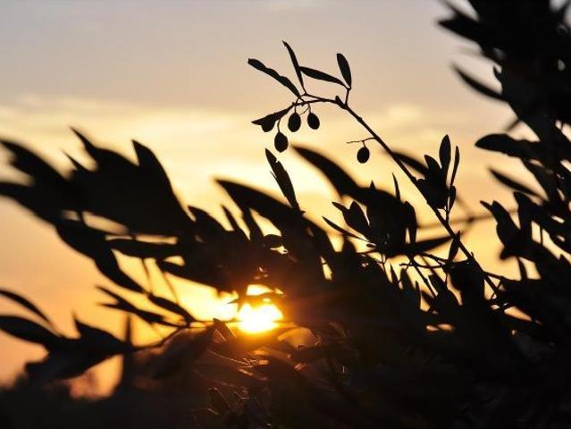 Local Comercial en venta en Montsià, Catalunya