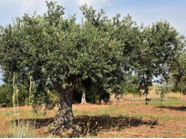 Local Comercial en venta en Montsià, Catalunya