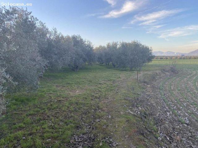 Local Comercial en venta en Casas Bajas, Comarca de la Vega de Granada