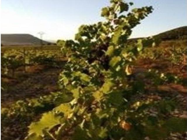 Finca en venta en Almansa, Castilla-La Mancha