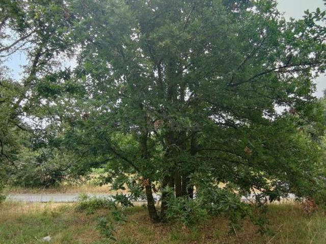 Terreno en venta en O Cumial, Ourense