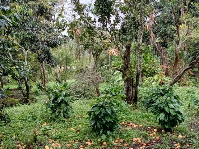 Finca En Arriendo En Cali En La Elvira A112358