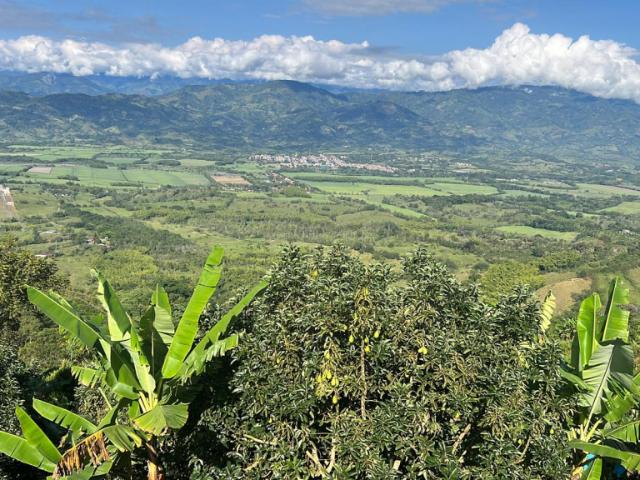 Finca En Arriendo En Viterbo En Vereda Morro Azul A254771