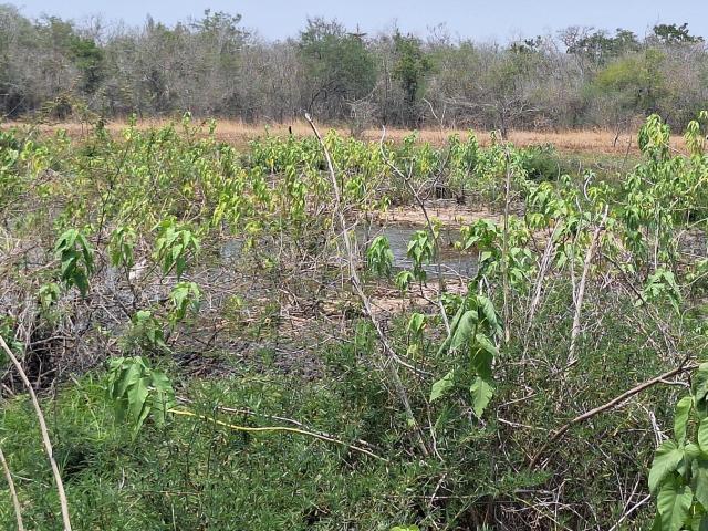 Departamento en venta en González, Tamaulipas