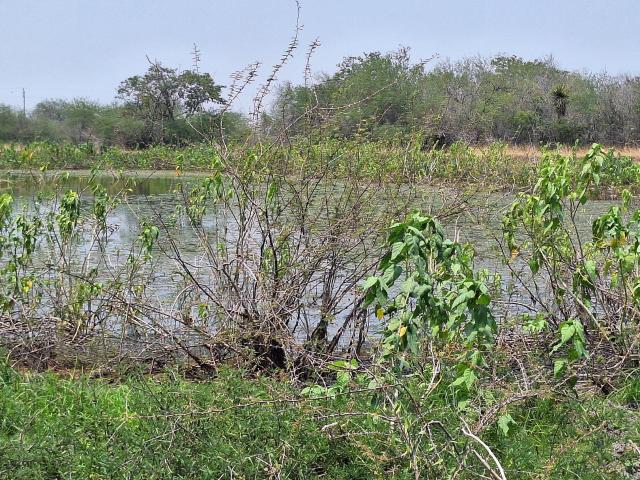 Departamento en venta en González, Tamaulipas