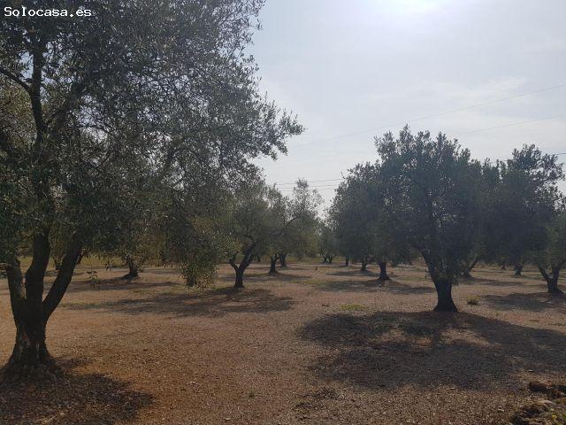 Local Comercial en venta en Montsià, Catalunya