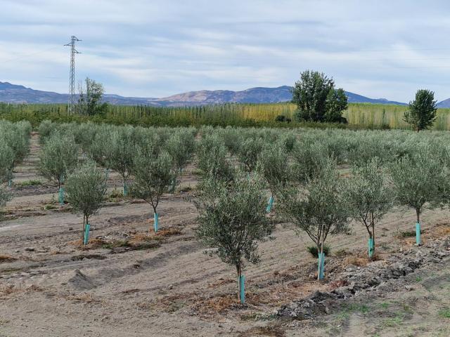 Chalet en venta en Comarca de la Vega de Granada, Andalucía