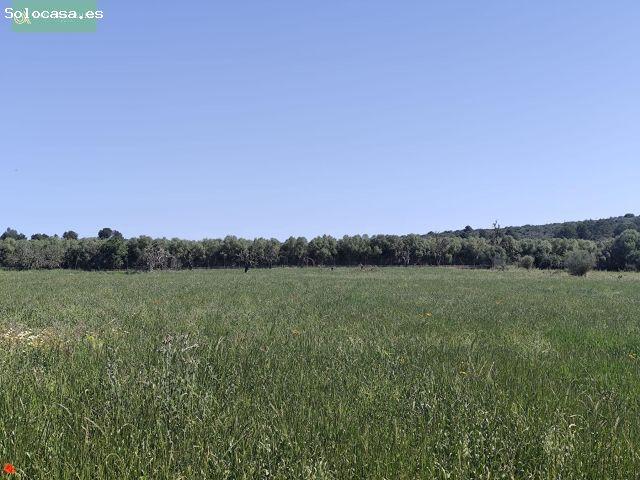 Local Comercial en venta en Pla de Mallorca, Baleares