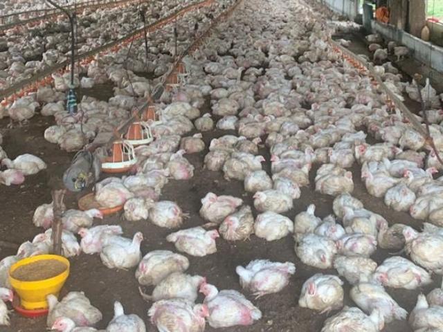 Finca en venta en Nirgua, Yaracuy