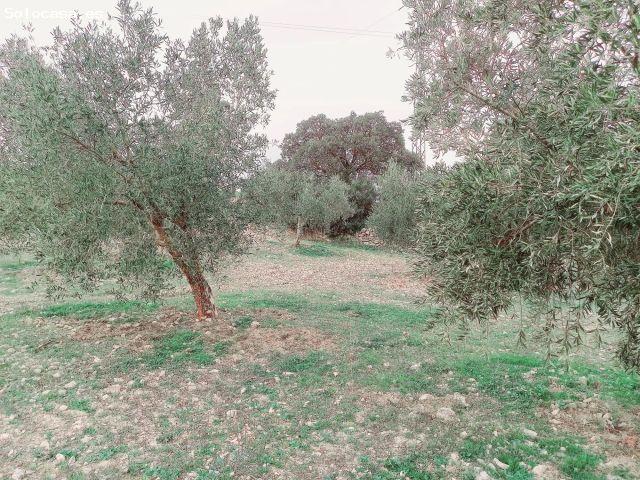 Local Comercial en venta en Comarca de Alhama, Andalucía