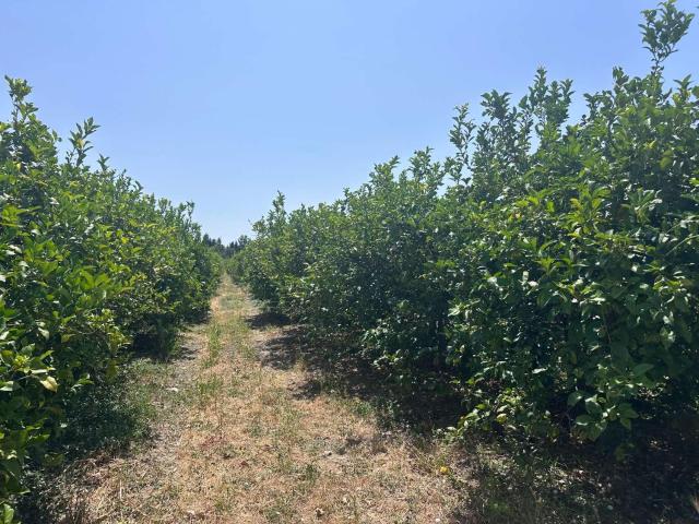 Finca en venta en Alhaurín De La Torre, Los Tomillares