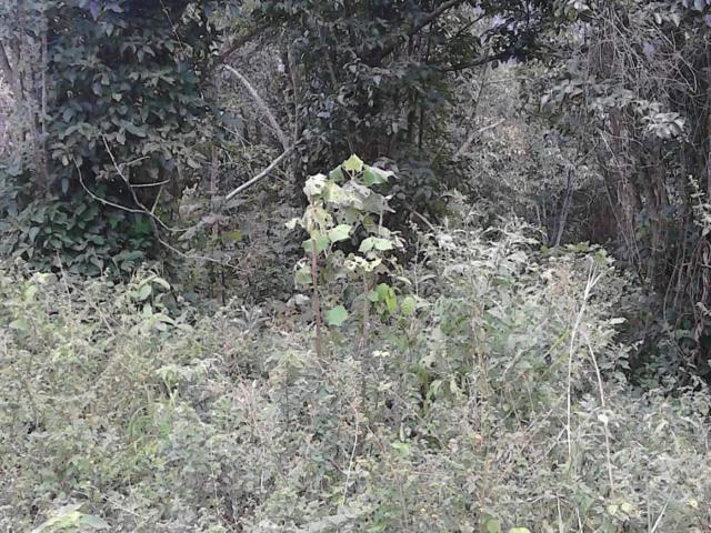 Finca En Venta En Anolaima V171161