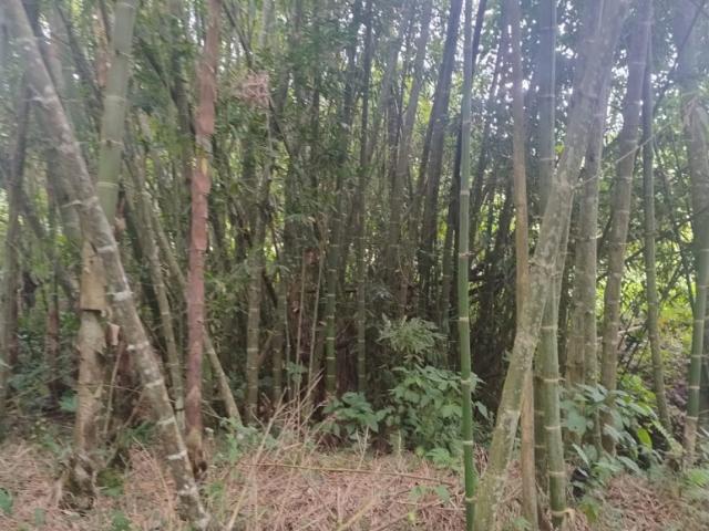 Finca En Venta En Anolaima V307961