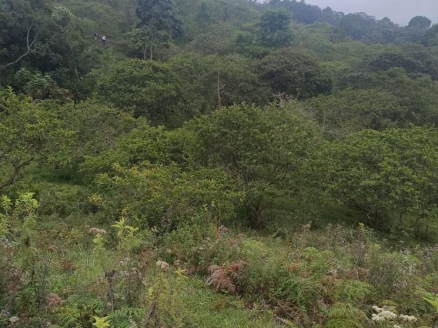 Finca En Venta En Anolaima V307961