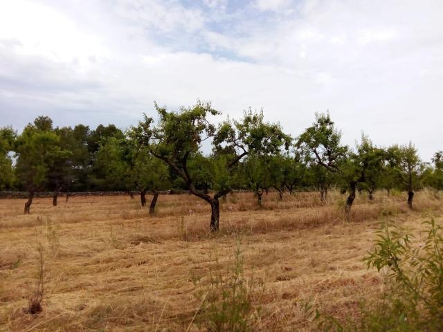 Finca en venta en Arens De Lledó