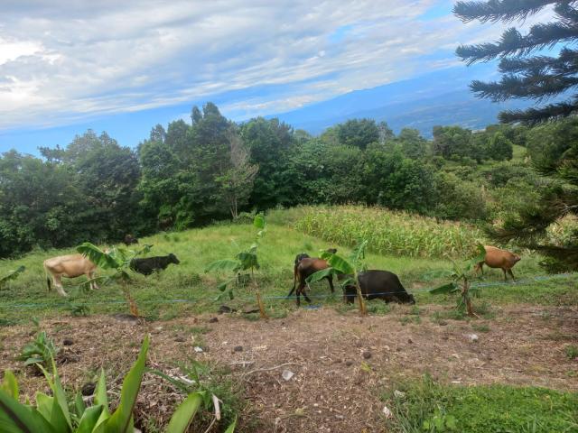Finca en venta en Tolima