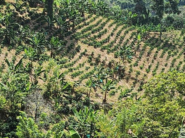 Finca en venta en Risaralda