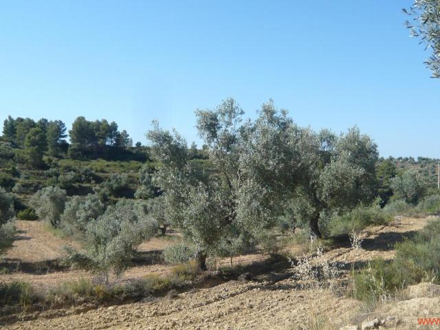 Finca en venta en Matarraña / Matarranya, Calaceite