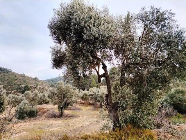 Finca en venta en Matarraña / Matarranya, Calaceite