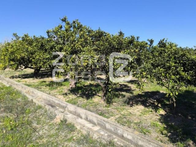 Finca en venta en la Ribera Alta, Valencia