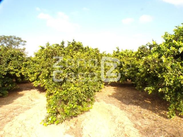 Finca en venta en la Ribera Alta, Valencia