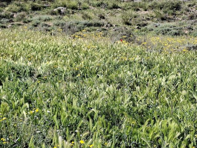 Finca en venta en Bajo Aragón-Caspe / Baix Aragó-Casp, Aragón