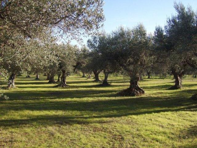 Finca en venta en el Comtat, Valencia