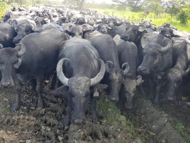 Terreno en venta en Apure