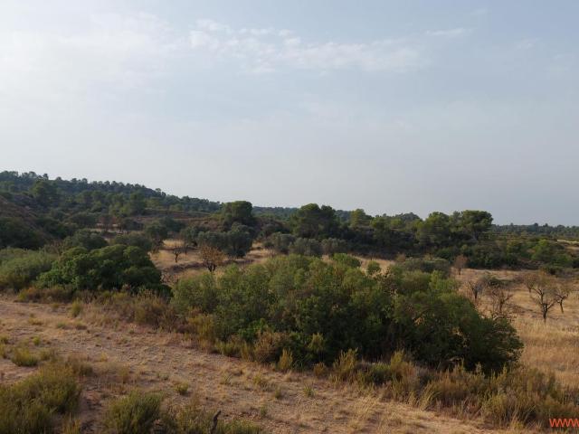 Finca en venta en Bajo Aragón-Caspe / Baix Aragó-Casp, Aragón
