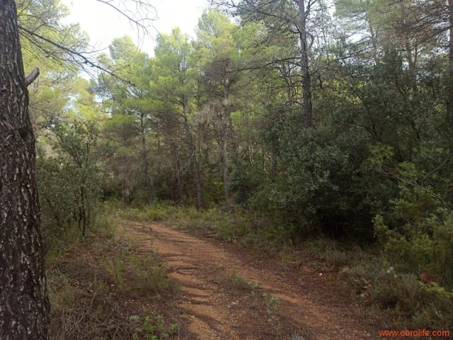 Finca en venta en Matarraña / Matarranya, Fórnoles