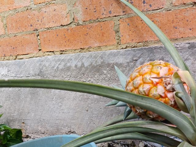 Finca En Venta En Fusagasuga V284743