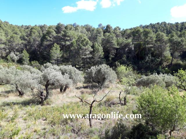 Finca en venta en Gandesa, Tarragona