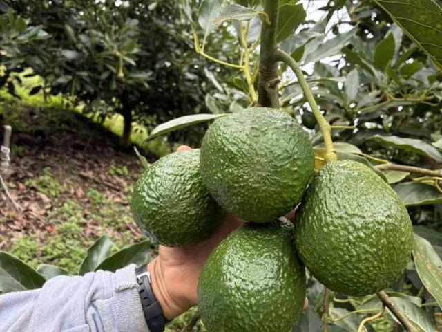 Finca en venta en Quindío