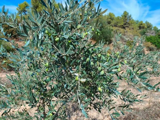 Finca en venta en Terra Alta, Catalunya