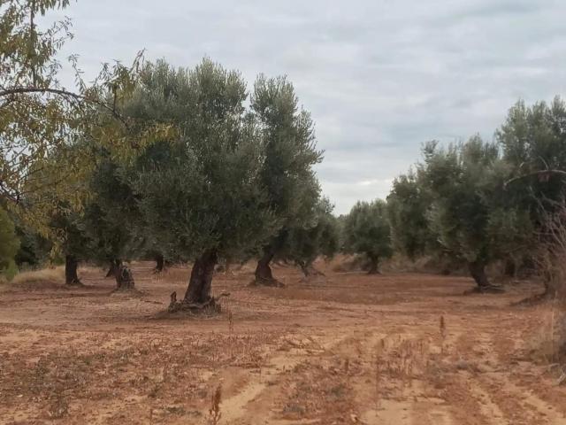 Finca en venta en Matarraña / Matarranya, La Fresneda