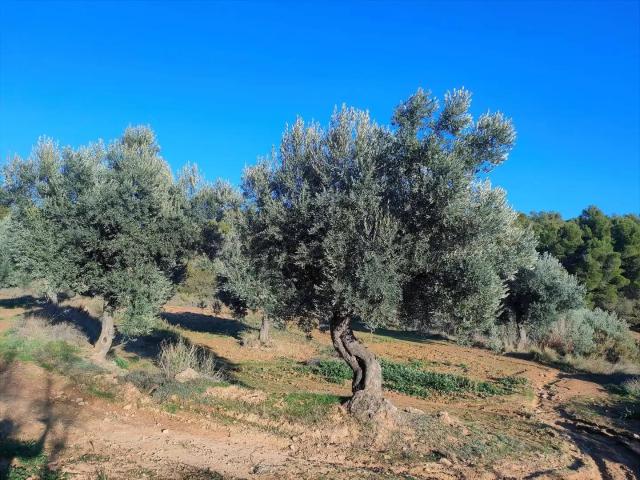Finca en venta en Matarraña / Matarranya, La Fresneda