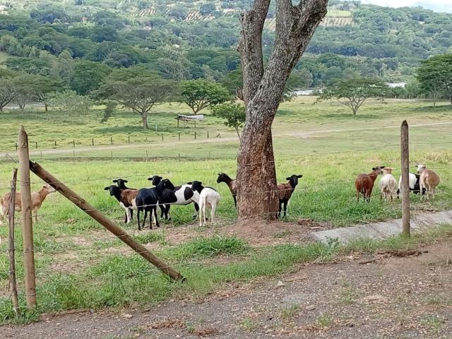 Finca En Venta En La Pintada En. V198676