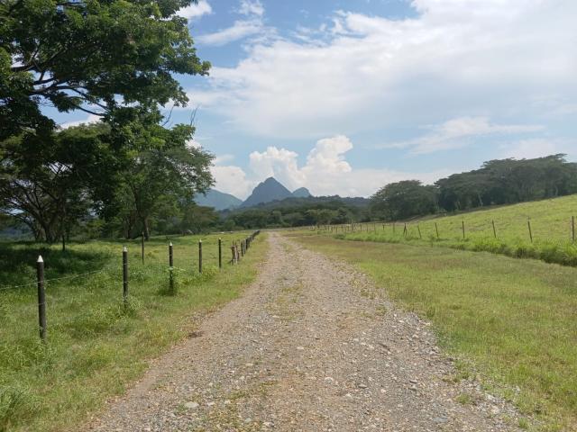 Finca En Venta En La Pintada En. V198676