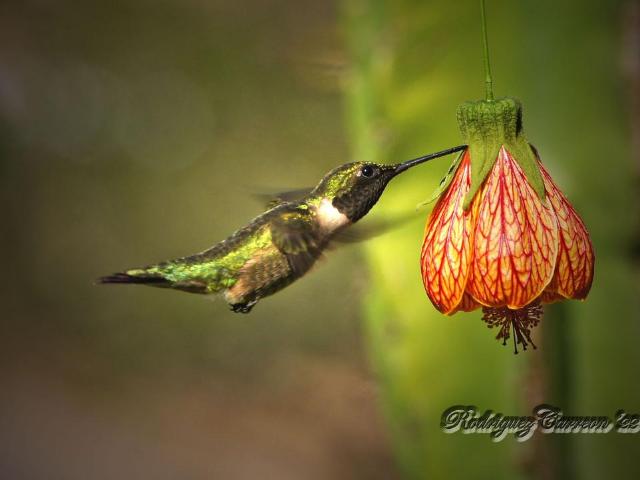 Finca En Venta En La Vega V179179